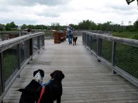 Dogs-along-the-walkway-Beresford-NB