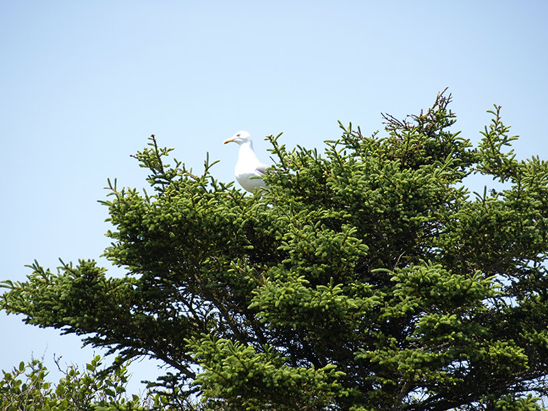 Seagull-actually-sitting-in-a-tree-only-on-Brier-Island