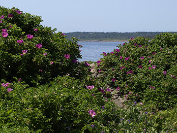 Wild roses with the sea as a backdrop