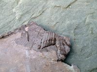 same-fossil-close-up