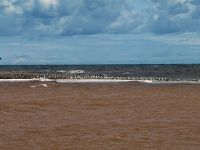 sea-gulls-on-sand-reef