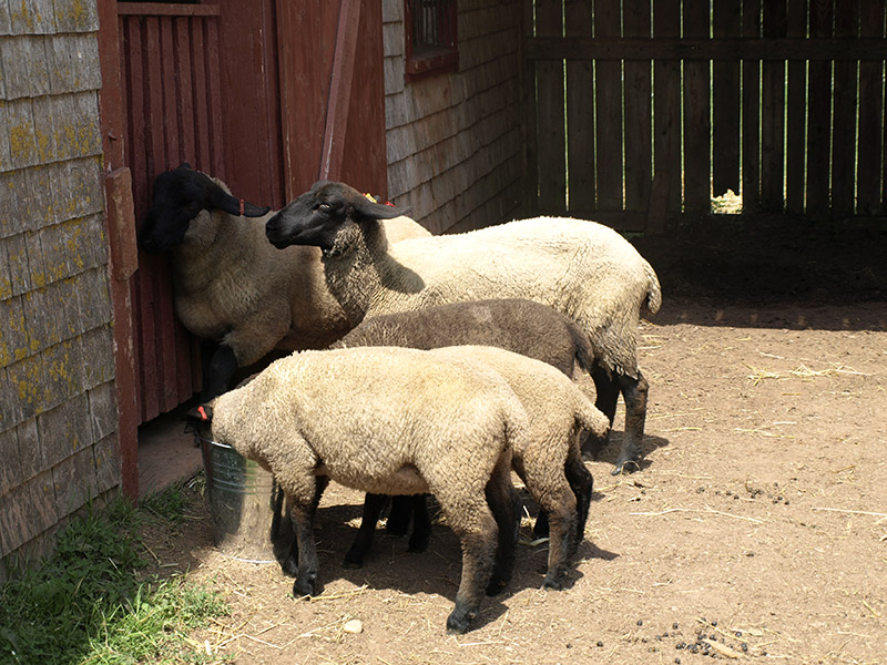 bah-bah-not-black-sheep