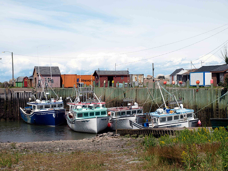 fishing-boats-and-shacks-in-Delaps-cove-