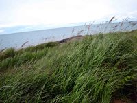 grasses-blowing-in-the-wind-wilderness-trail