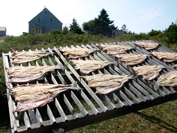 salted cod laid out to dry i The Historic Acadian Village in Pubnico Nova Scotia