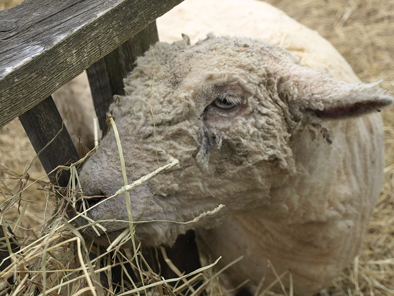 nosey-sheep