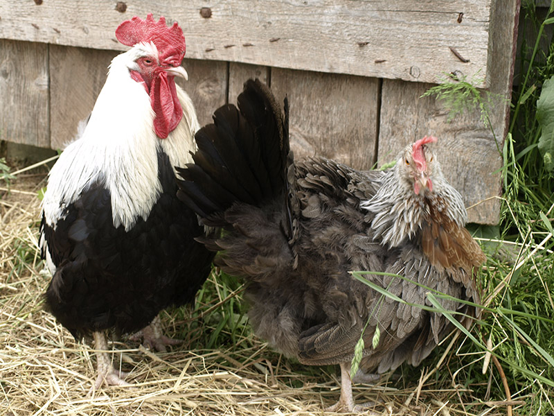rooster-and-hen-by-barn-door