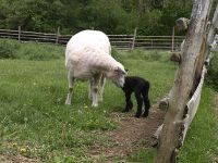 Sheep-and-black-lamb-nose-to-nose