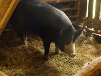big-pig-in-barn