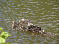 mother-and-ducklings-swimming