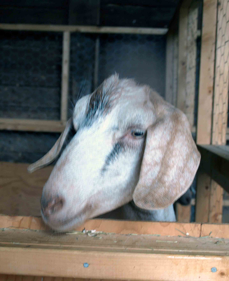 goat-in-stall