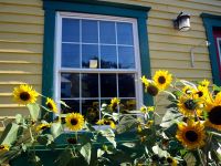 sunflowers-by-a-home-in-tatamagouche