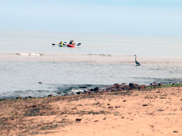 Heron and Kayakers just off the beach