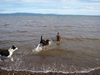 3-dogs-in-water-Bay-of-Chaleur-NB