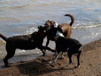 3-dogs-playing-on-the-beach-Belledune-NB