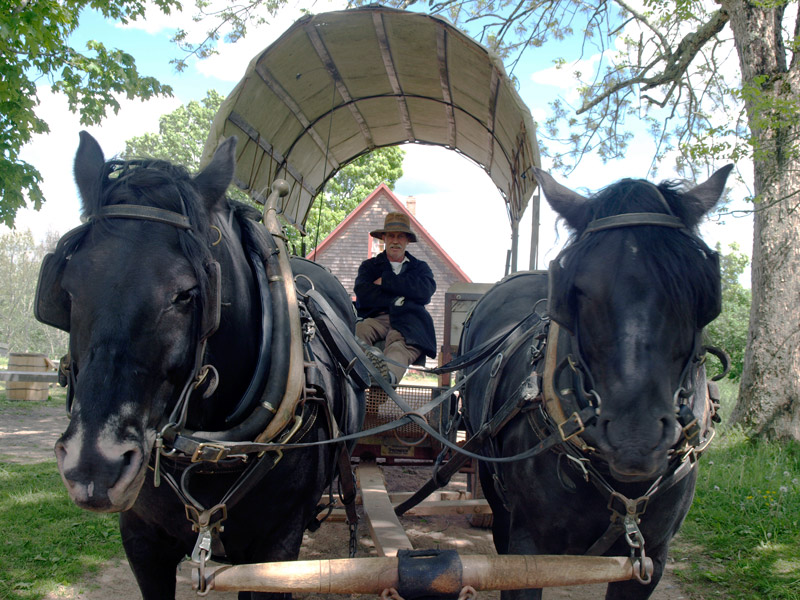 Horse-and-buggy-ride-Ross-Farm-museum