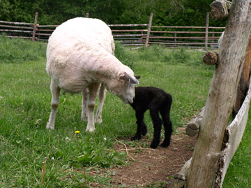 The Girls like the baby lamb at Ross Farm Nova Scotia 