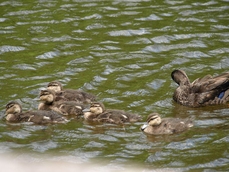 ducklings-swimming-ross-Farm-museum