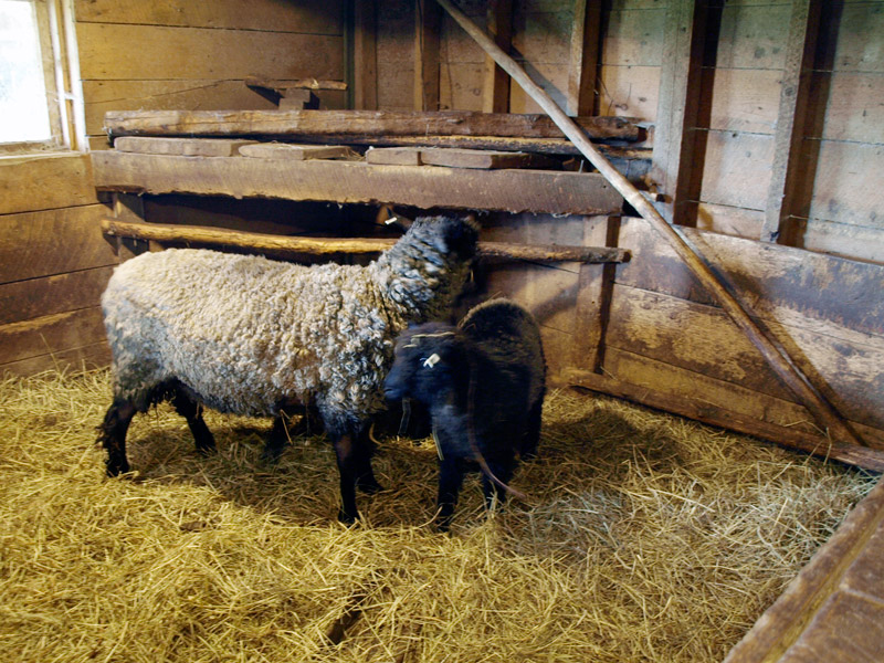 sheep-in-the-barn-Ross-Farm-Museum