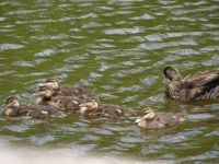ducklings-swimming-ross-Farm-museum