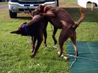 -dogs-at-play-camping-at-Vacationland-Brackley-PEI